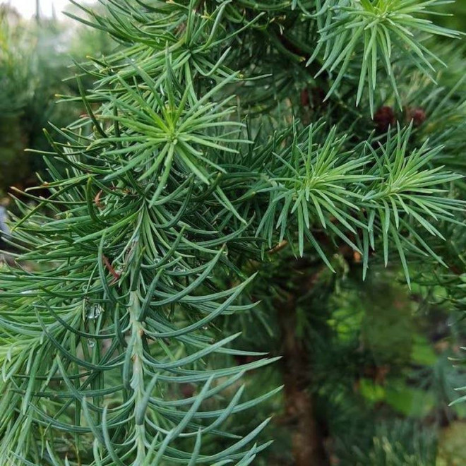 Modrzew japoński Cruwys Morchard Larix kaempferi