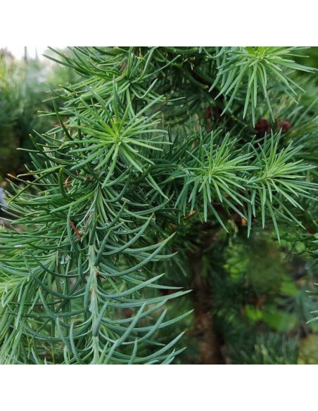 Modrzew japoński Cruwys Morchard Larix kaempferi