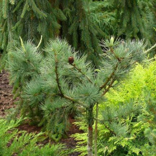 Modrzew japoński Blue Rabbit Weeping Larix kaempferi