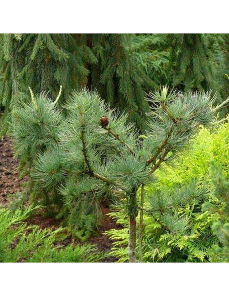 Modrzew japoński Blue Rabbit Weeping Larix kaempferi