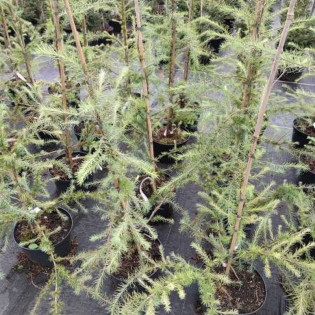 Modrzew japoński Blue Rabbit Weeping Larix kaempferi 2