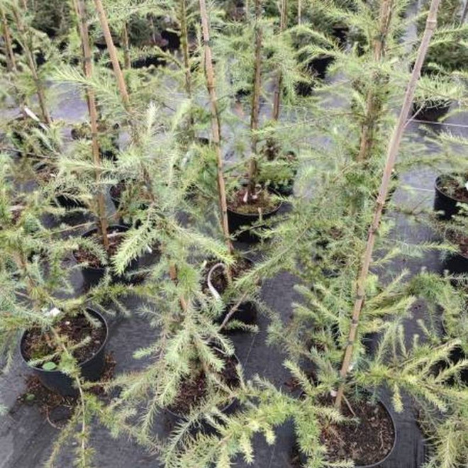 Blue Rabbit Weeping Larix kaempferi Modrzew japoński