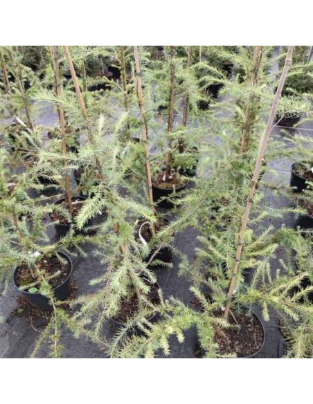 Blue Rabbit Weeping Larix kaempferi Modrzew japoński