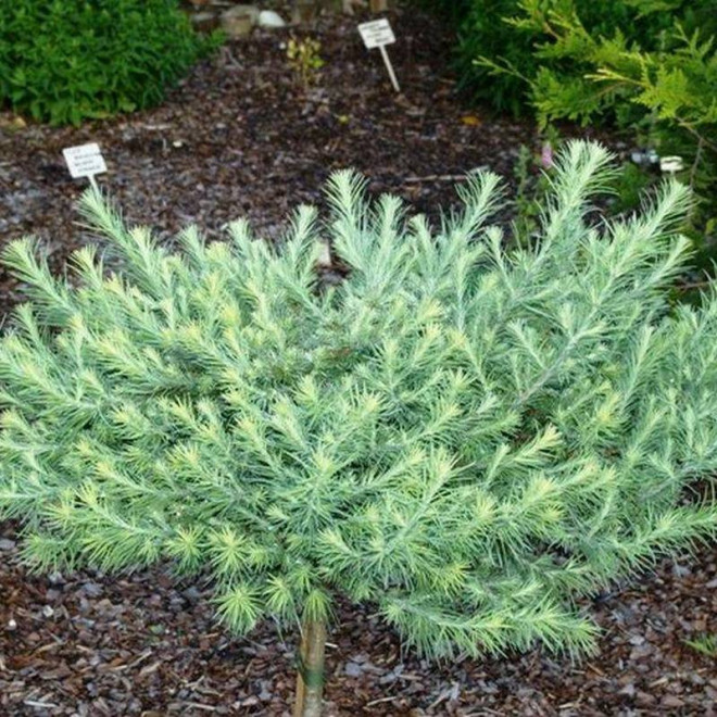 Modrzew japoński Weeping Larix kaempferi Blue Rabbit