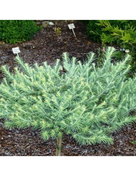 Modrzew japoński Weeping Larix kaempferi Blue Rabbit