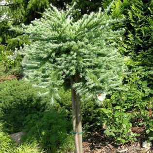 Modrzew japoński Blue Dwarf Larix kaempferi