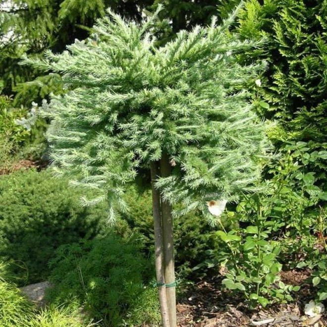 Modrzew japoński Blue Dwarf Larix kaempferi