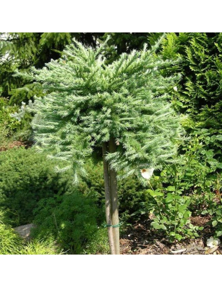 Modrzew japoński Blue Dwarf Larix kaempferi