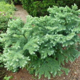 Modrzew japoński Blue Dwarf Larix kaempferi 2