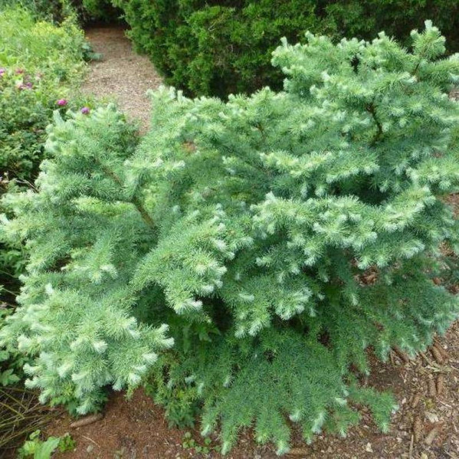 Blue Dwarf Larix kaempferi Modrzew japoński