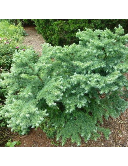 Blue Dwarf Larix kaempferi Modrzew japoński