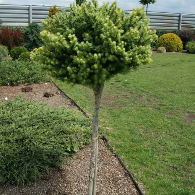 Blue Ball Larix kaempferi Modrzew japoński