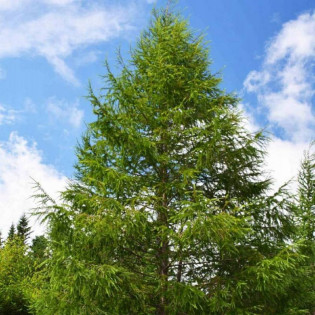 Modrzew japoński Larix kaempferi