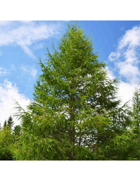 Modrzew japoński Larix kaempferi