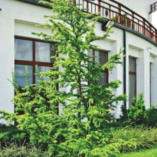 Modrzew japoński Larix kaempferi 2