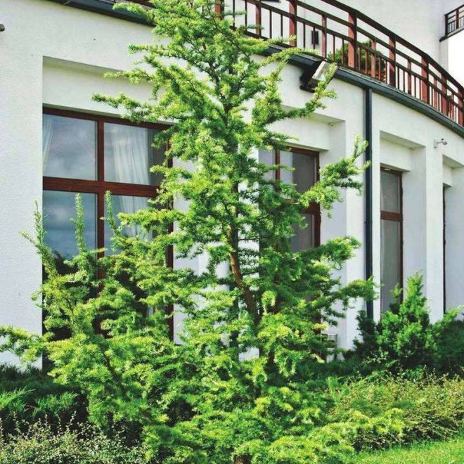 Larix kaempferi Modrzew japoński