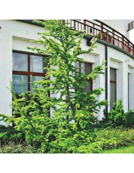 Larix kaempferi Modrzew japoński