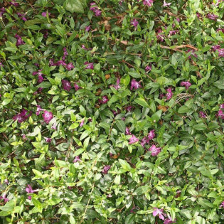 Barwinek pospolity Atropurpurea Vinca minor 2