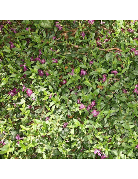 Atropurpurea Barwinek pospolity Vinca minor