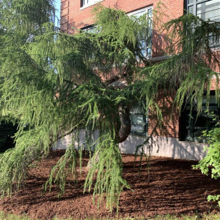 Varied Directions Larix decidua Modrzew europejski 2