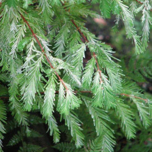 Metasekwoja chińska White Spot Metasequoia glyptostroboides