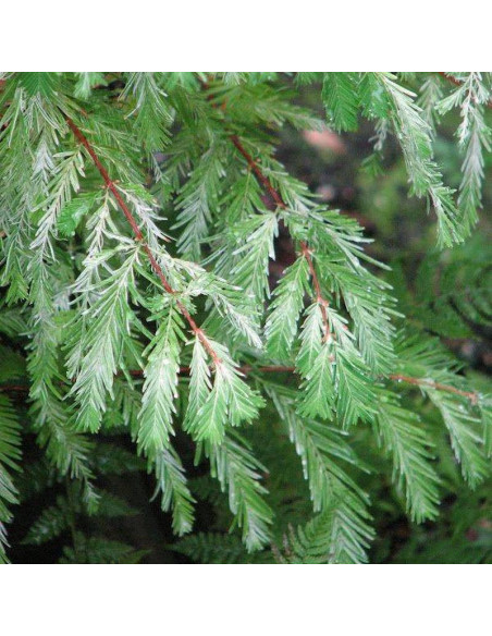 Metasekwoja chińska White Spot Metasequoia glyptostroboides