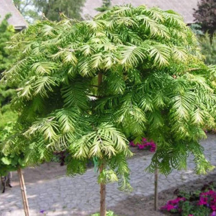 Metasekwoja chińska White Spot Metasequoia glyptostroboides 2