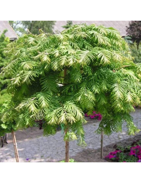 White Spot Metasequoia glyptostroboides Metasekwoja chińska