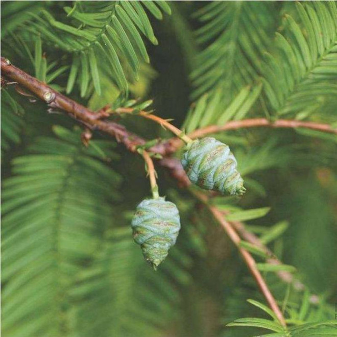 Waasland Metasequoia glyptostroboides Metasekwoja chińska