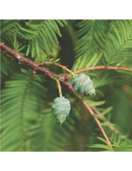 Waasland Metasequoia glyptostroboides Metasekwoja chińska