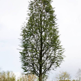 Waasland Metasequoia glyptostroboides Metasekwoja chińska 2