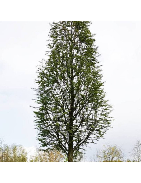 Metasekwoja chińska Waasland Metasequoia glyptostroboides
