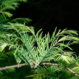 Metasekwoja chińska Spring Cream Metasequoia glyptostroboides