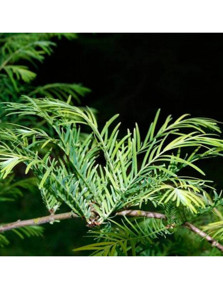 Metasekwoja chińska Spring Cream Metasequoia glyptostroboides