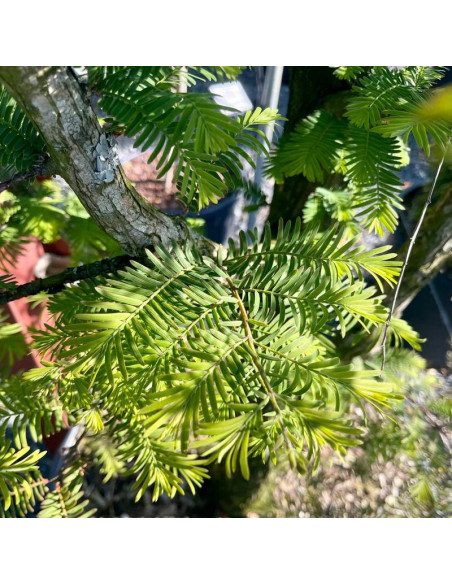 Spring Cream Metasequoia glyptostroboides Metasekwoja chińska