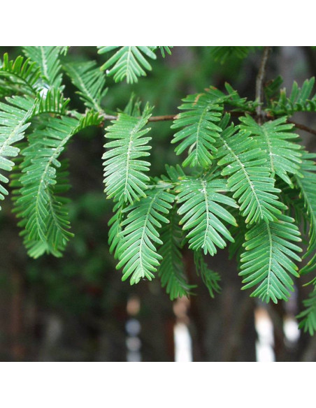 Sheridan Spire Metasequoia glyptostroboides Metasekwoja chińska