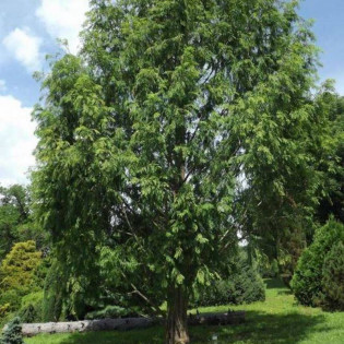 Sheridan Spire Metasequoia glyptostroboides Metasekwoja chińska 2