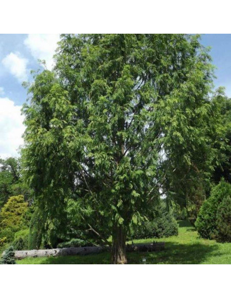 Metasekwoja chińska Sheridan Spire Metasequoia glyptostroboides