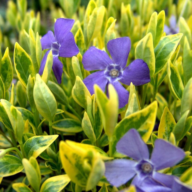 Barwinek pospolity Aureovariegata Vinca minor