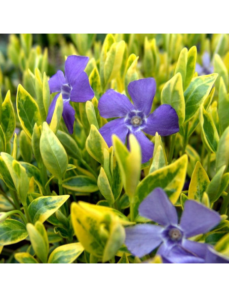 Barwinek pospolity Aureovariegata Vinca minor