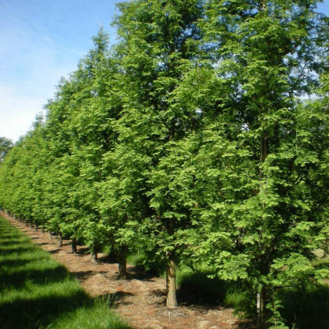 Metasekwoja chińska Metasequoia glyptostroboides Sheridan Spire