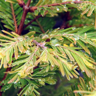 Schirrmann's Nordlicht Metasequoia glyptostroboides Metasekwoja chińska