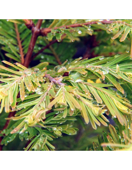 Schirrmann's Nordlicht Metasequoia glyptostroboides Metasekwoja chińska