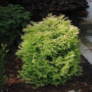 Schirrmann's Nordlicht Metasequoia glyptostroboides Metasekwoja chińska 2