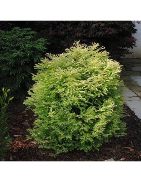 Metasekwoja chińska Schirrmann's Nordlicht Metasequoia glyptostroboides