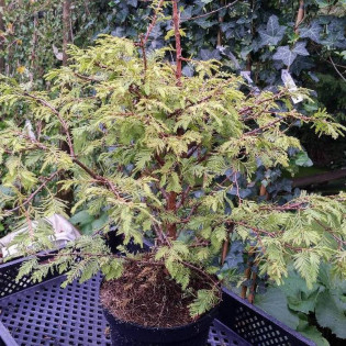 Metasekwoja chińska Matthaei Broom Metasequoia glyptostroboides