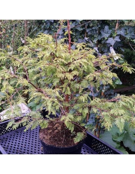 Metasekwoja chińska Matthaei Broom Metasequoia glyptostroboides