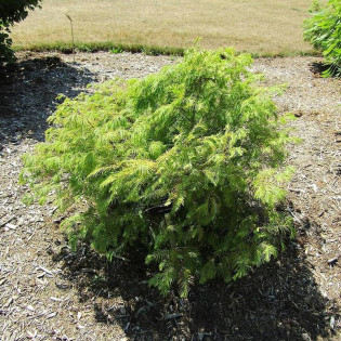 Metasekwoja chińska Matthaei Broom Metasequoia glyptostroboides 2
