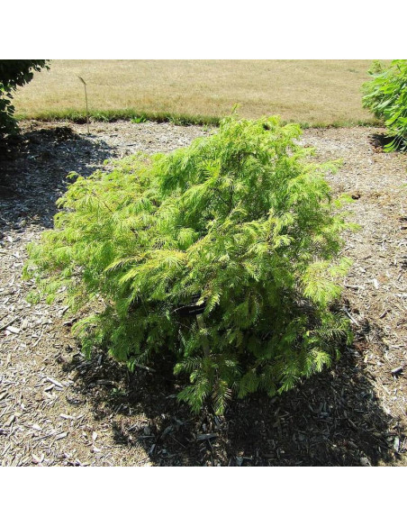 Matthaei Broom Metasequoia glyptostroboides Metasekwoja chińska