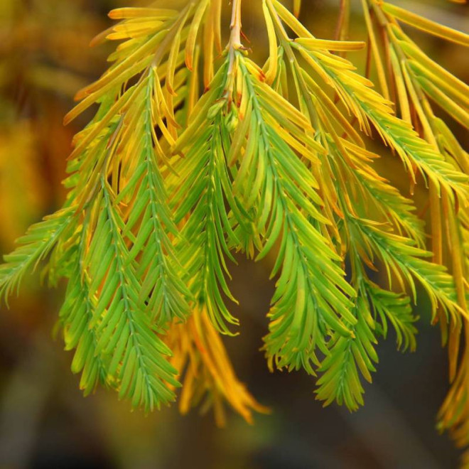 Metasekwoja chińska Metasequoia glyptostroboides Matthaei Broom